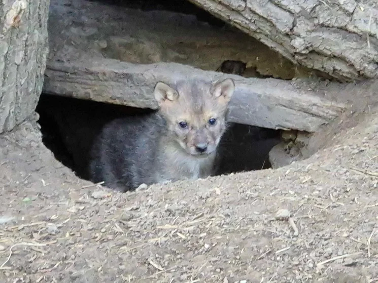 Állatkertek éjszakája 2026 Szarvas. Várjuk a Körös-Maros Nemzeti Park Állatparkjában