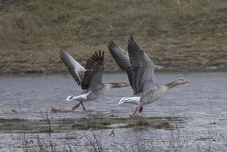 Fehértó Napja 2026