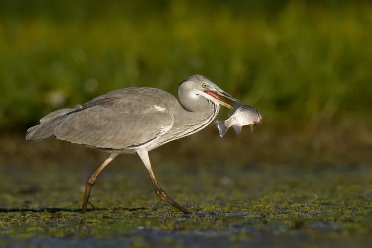 Természetvédelmi táborok 2026 - Színes, izgalmas tábori programok a Körös-Maros Nemzeti Parkban