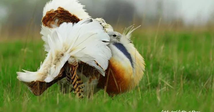Túzok fotózás a Sterbetz István Túzokvédelmi Látogatóközpontban