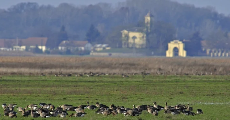 Puszta túra 2025. Tavaszi túra a Kardoskúti-pusztán