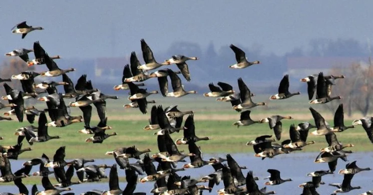 Madarász túrák 2026. Ismerje meg a Körös-Maros Nemzeti Park madárvilágát