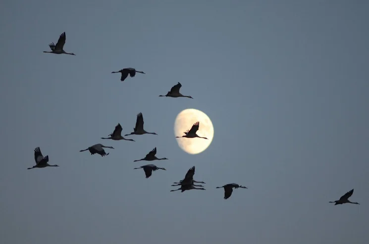 Őszi darules a szegedi Fehér-tónál 2025. Őszi madárvonulás megfigyelés a Kiskunsági Nemzeti Parkban