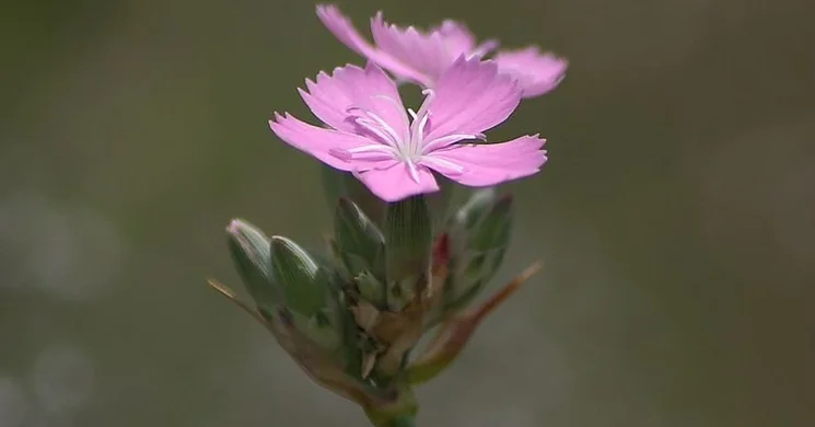 Szegfű ünnep 2025. Vadvirág túra - A szegfűvirágzás ünnepe a Kiskunsági Nemzeti Parkban