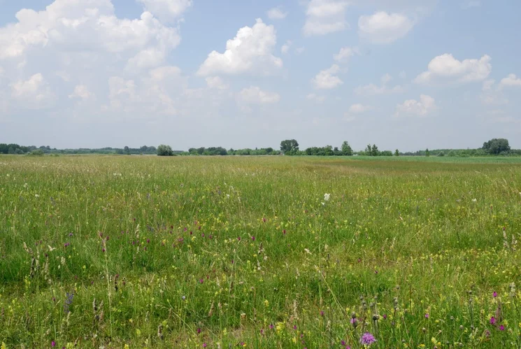 Csodarét tanösvény Ásotthalmi Láprét, ökotúra a Kiskunsági Nemzeti Parkban