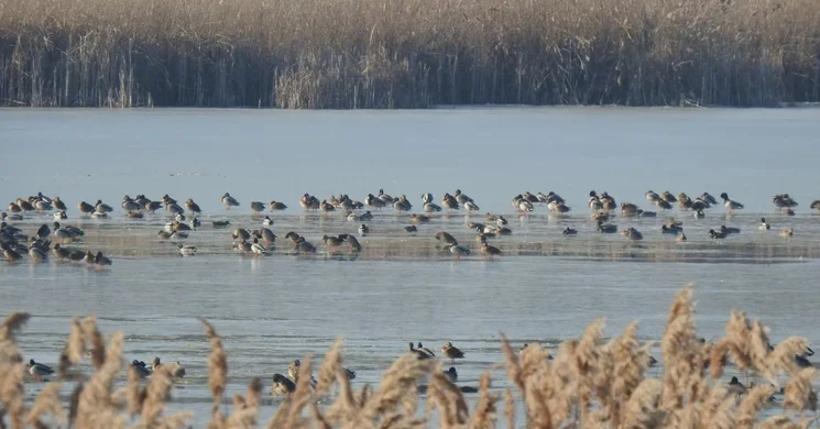 Csaj-tó túrák 2025. Madárfajokat megfigyelő gyalogos túrák