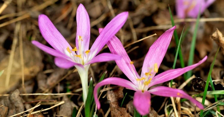 Ásotthalom túra 2026