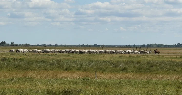 Réce tanösvény Apaj, ökotúra a Felső Kiskunsági pusztán, a Kiskunsági Nemzeti Park területén