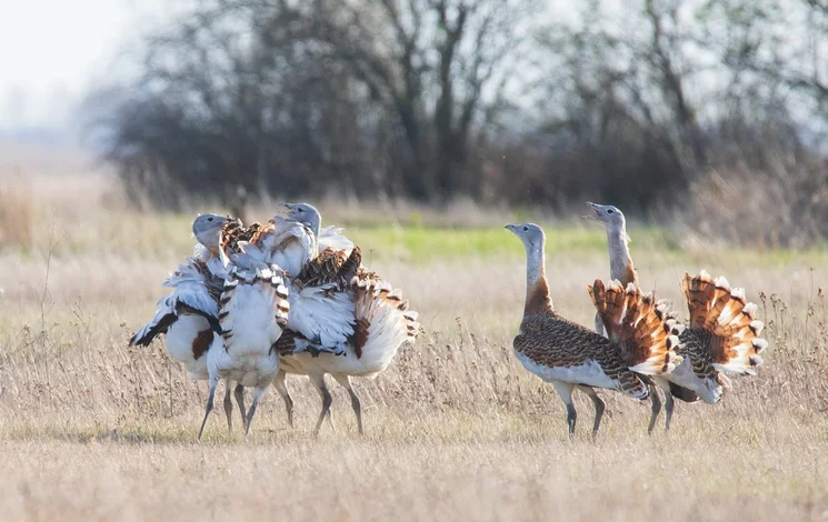 Túzokünnep Bösztörpuszta-Nagyállás 2026 - Túzokdürgés megfigyelés a Kiskunsági Nemzeti Parkban