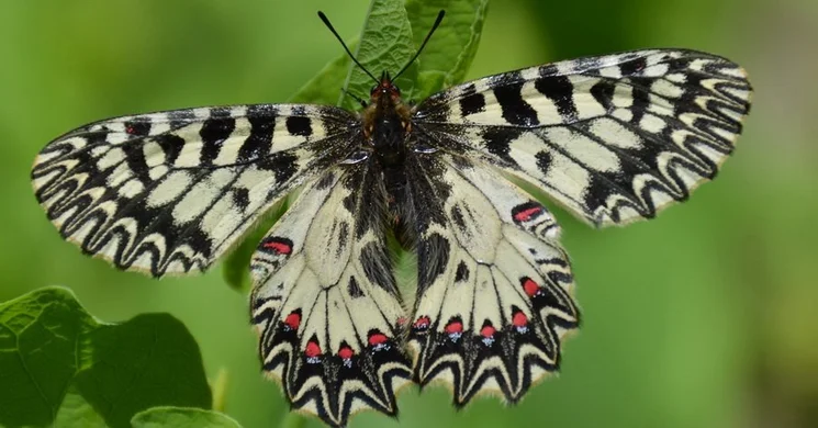 Lepkék éjszakája a Kolon-tónál