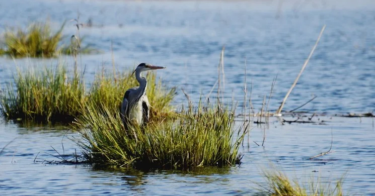 Kolon-tó madárvilága, kirándulás egész évben az Aqua Colun-tanösvényen