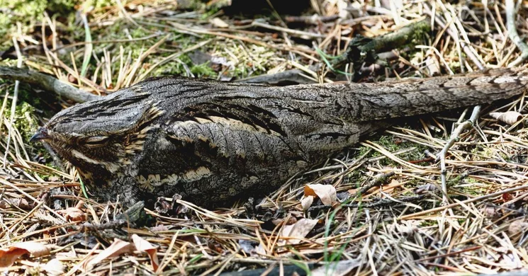 Lappantyúk Éjszakája 2025. Túra a Kiskunsági Nemzeti Park szervezésében