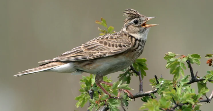 Kiskunsági Nemzeti Park túranaptár 2025. Gyalogtúrák, vízitúrák