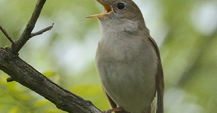Fülemülék éjszakája túra - Gyalogtúra a Kiskunsági Nemzeti Parkban