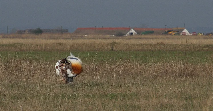 Kiskunsági Nemzeti Park Igazgatóság