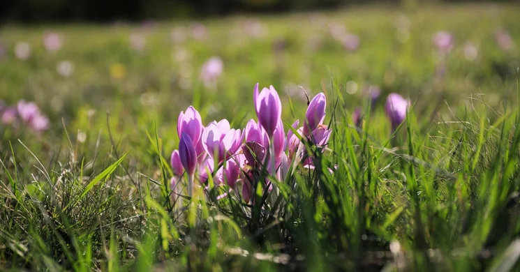 Kikerics túrák a Kiskunsági Nemzeti Parkban
