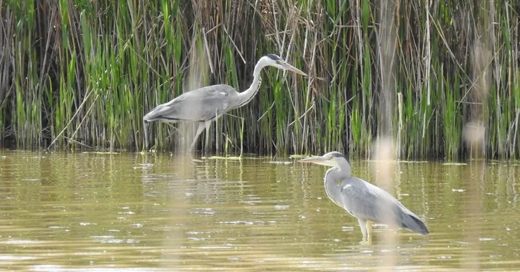 Európai Madármegfigyelő Napok a Kiskunsági Nemzeti Parkban