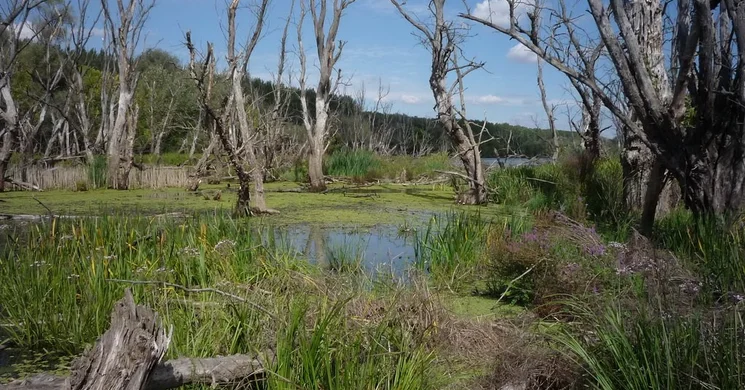 Mártély tanösvény, ismerkedés az árterek élővilágával