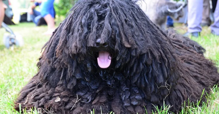 Pásztorkutya bemutató 2026 - Bugac Szépe tájjelegű kutyakiállítás és terelőverseny Bugacon