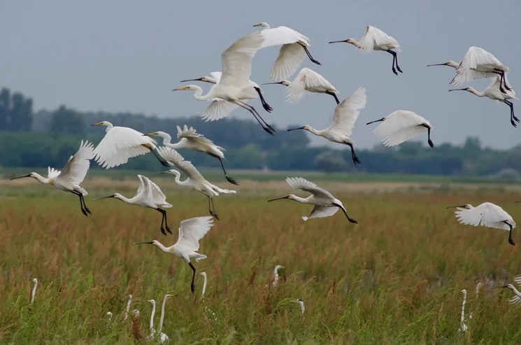 Kiskunsági Nemzeti Park programok 2026. Események, rendezvények, fesztiválok