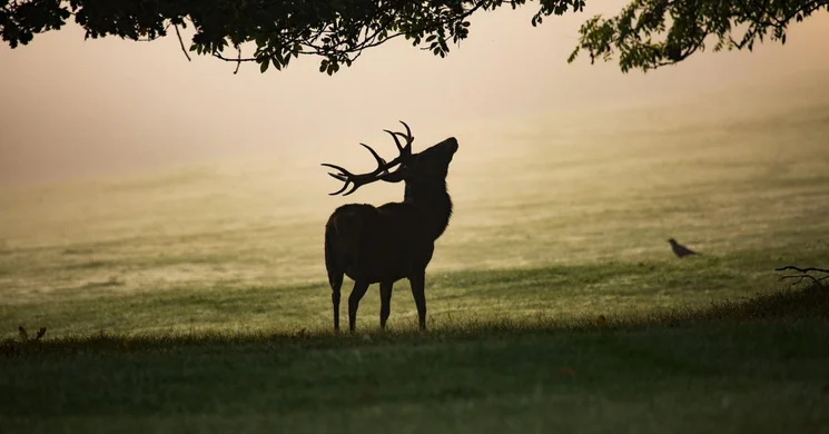 Szarvasbőgés program 2025. Szarvasbőgés az Őrjegben, a Kiskunsági Nemzeti Parkban