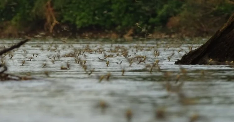 Tiszavirágzás Szeged 2025. Tiszavirág váró őrjárat a Kiskunsági Nemzeti Parkban