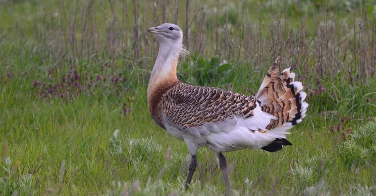 Túzok dürgés 2025. Szakvezetéses túzokleső túrák a Kiskunsági Nemzeti Park szervezésében