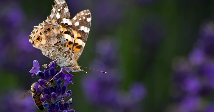 Levendula Játszóház és Alkotóműhely