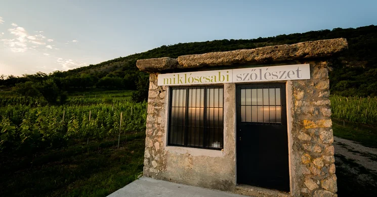 Miklós Csabi Pincéje