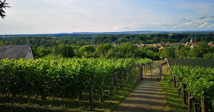 Rábai Katalin Borászat Neszmély