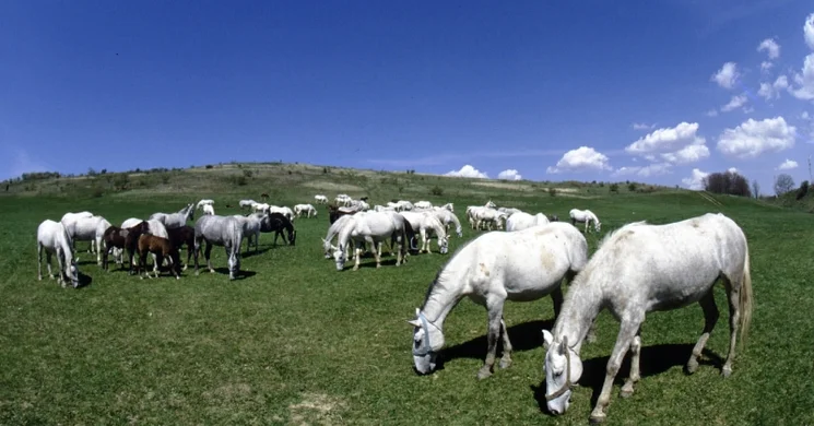 Szilvásváradi Lipicai Lovasközpont