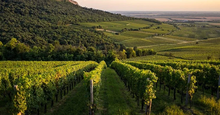 Vylyan Pincészet Kisharsány