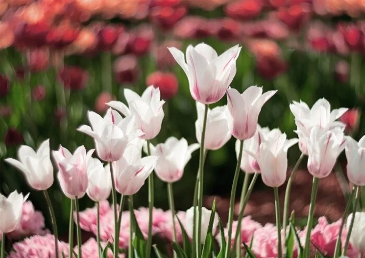 2026. május 1. Hévízen, ünnepi wellness hétvége a BonVital felnőttbarát szállodában