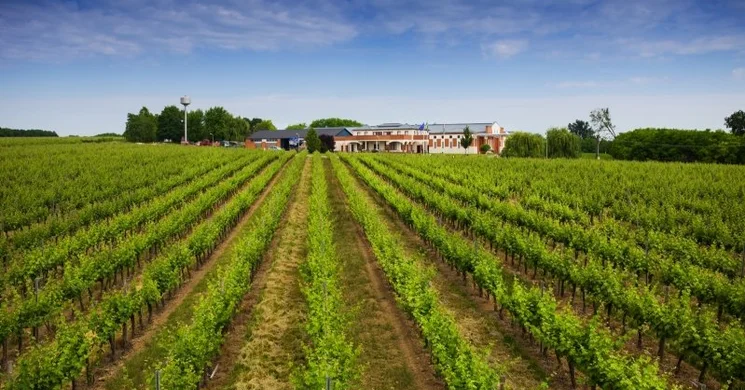 Cezar Pincészet Nagyrada